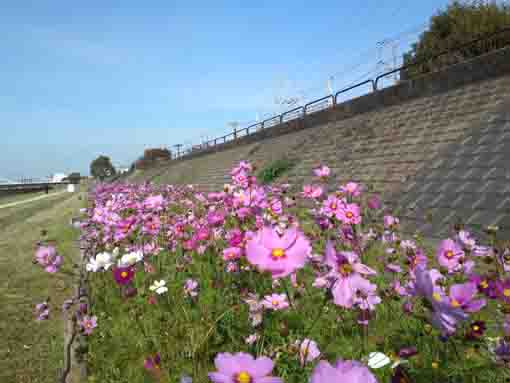 cosmoses blooming under the sky