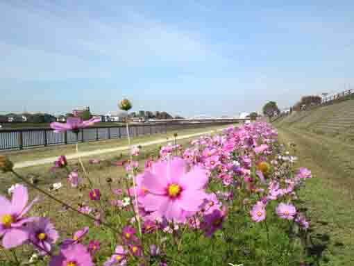 cosmoses blooming along Shinnakagawa