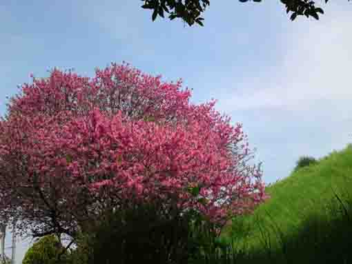 red blossoms blooming on the bank