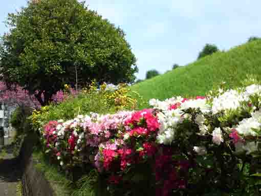 azaleas blooming under the bank