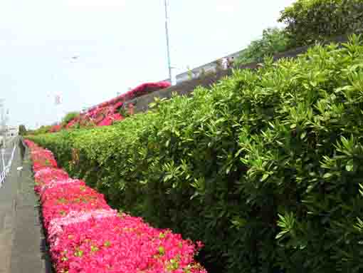 the lined azaleas along the bank 