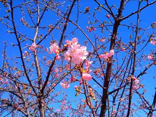 一分咲きの瑞江大橋下の河津桜