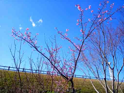 数輪の花をつけた大杉橋近くの河津桜