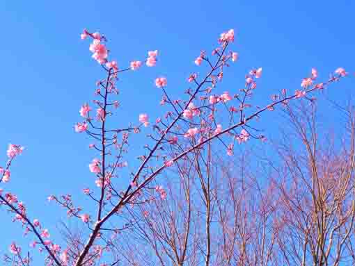 数輪咲いた大杉橋近くの河津桜