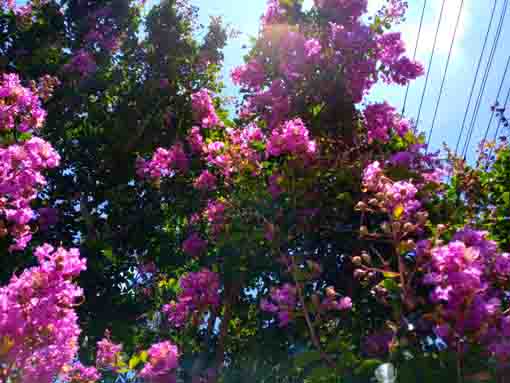 令和３年夏新中川に咲く紫色の百日紅２