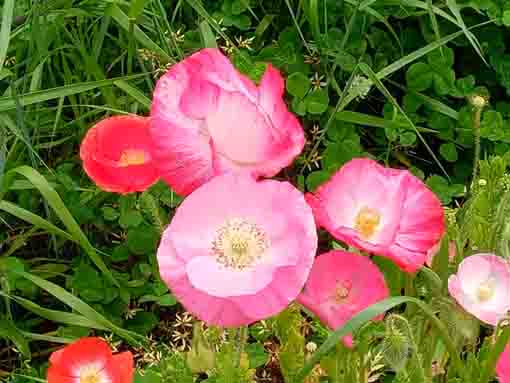 新中川河川敷に咲くポピーの花1