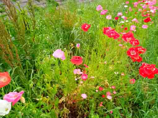 新中川河川敷に咲くポピーの花4