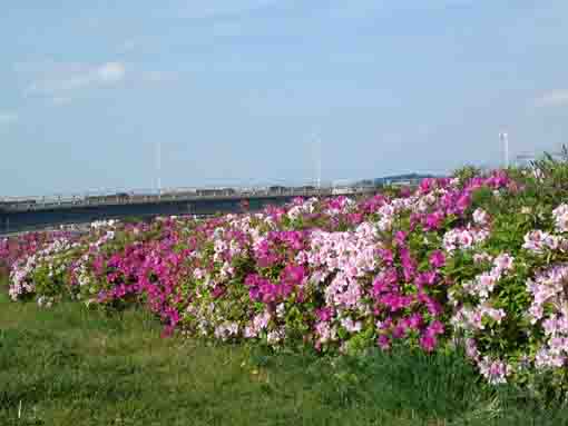 azalea flowers under the blue sky