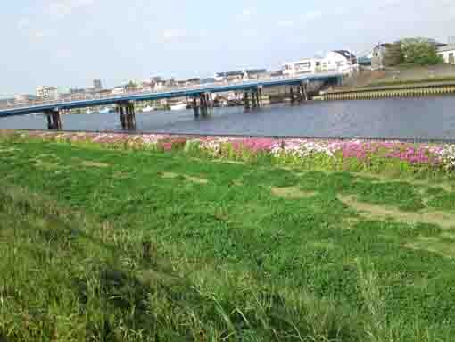 新中川河川敷の躑躅の帯