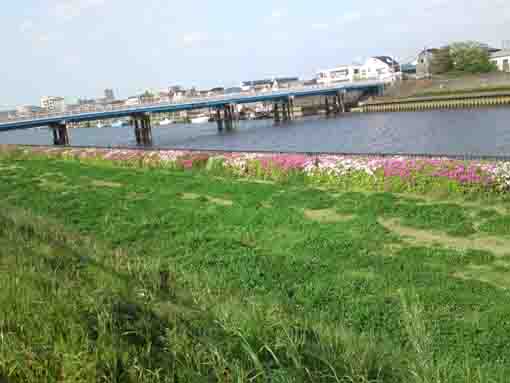 the lined azaleas along Shinnakagawa