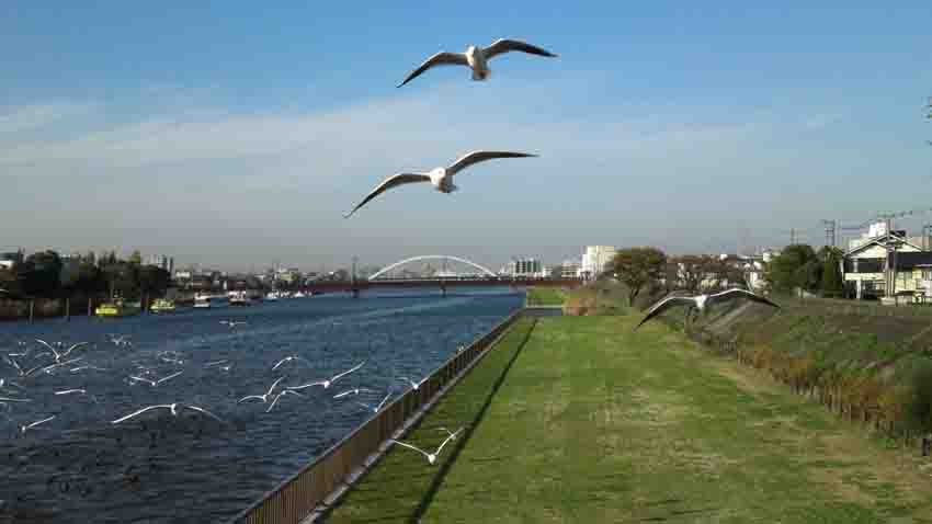 sea gulls above Shinnakagawa River