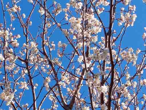 新中川河川敷の白い山桜