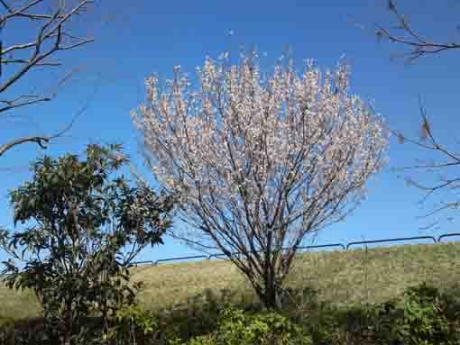 fully blooming yama sakura in Shinnakagawa