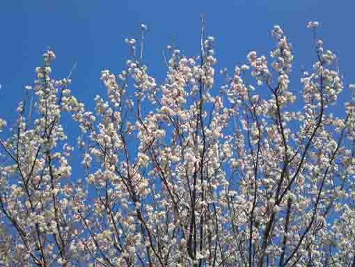 yama sakura spreading to the blue sky in 2020