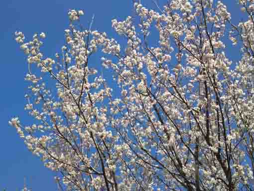 small white yama sakura blossoms in 2020