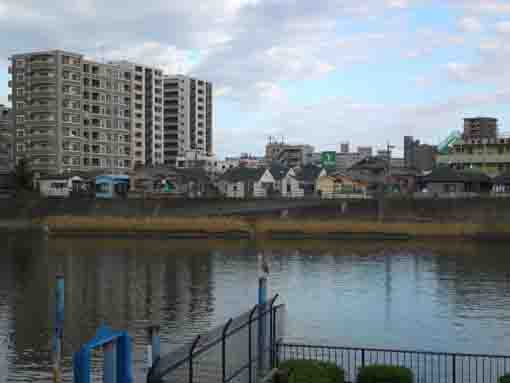 a grey heron in Shinnakagawa