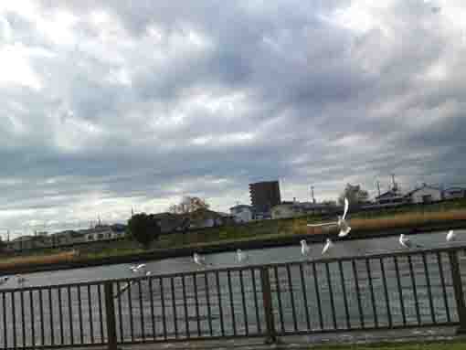 sea gulls resting at Shinnakagawa