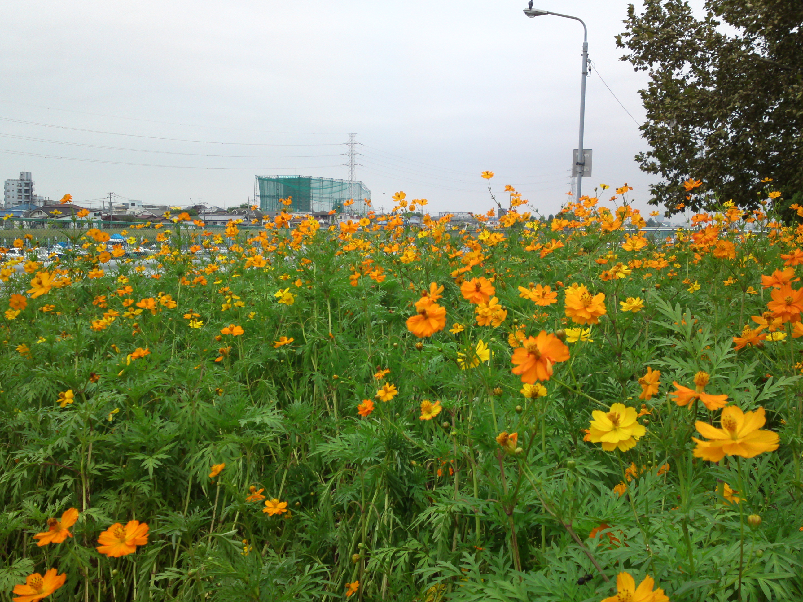 2018年夏新中川に咲くコスモスの花々１