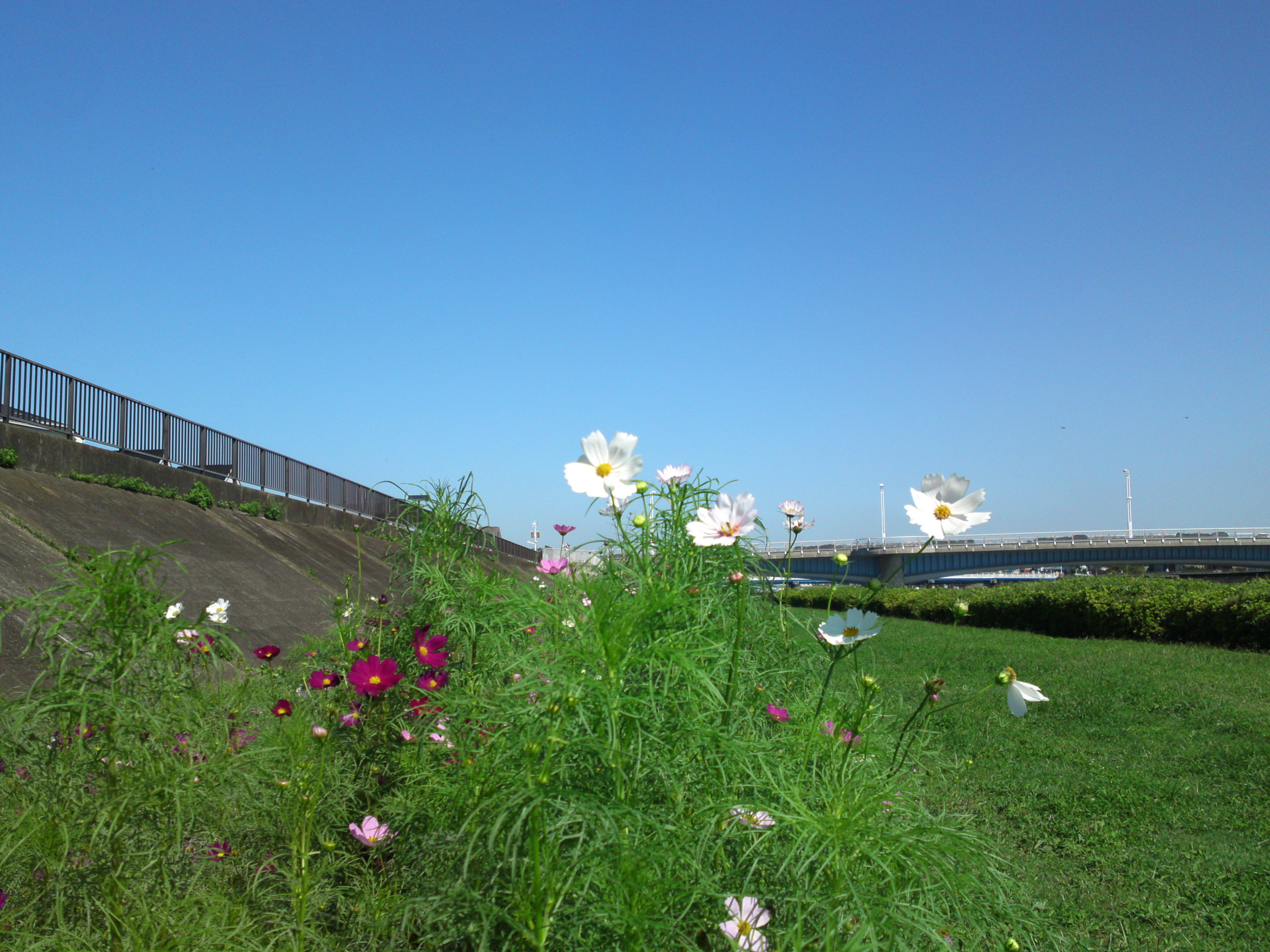 2018年秋新中川に咲くコスモスの花々１