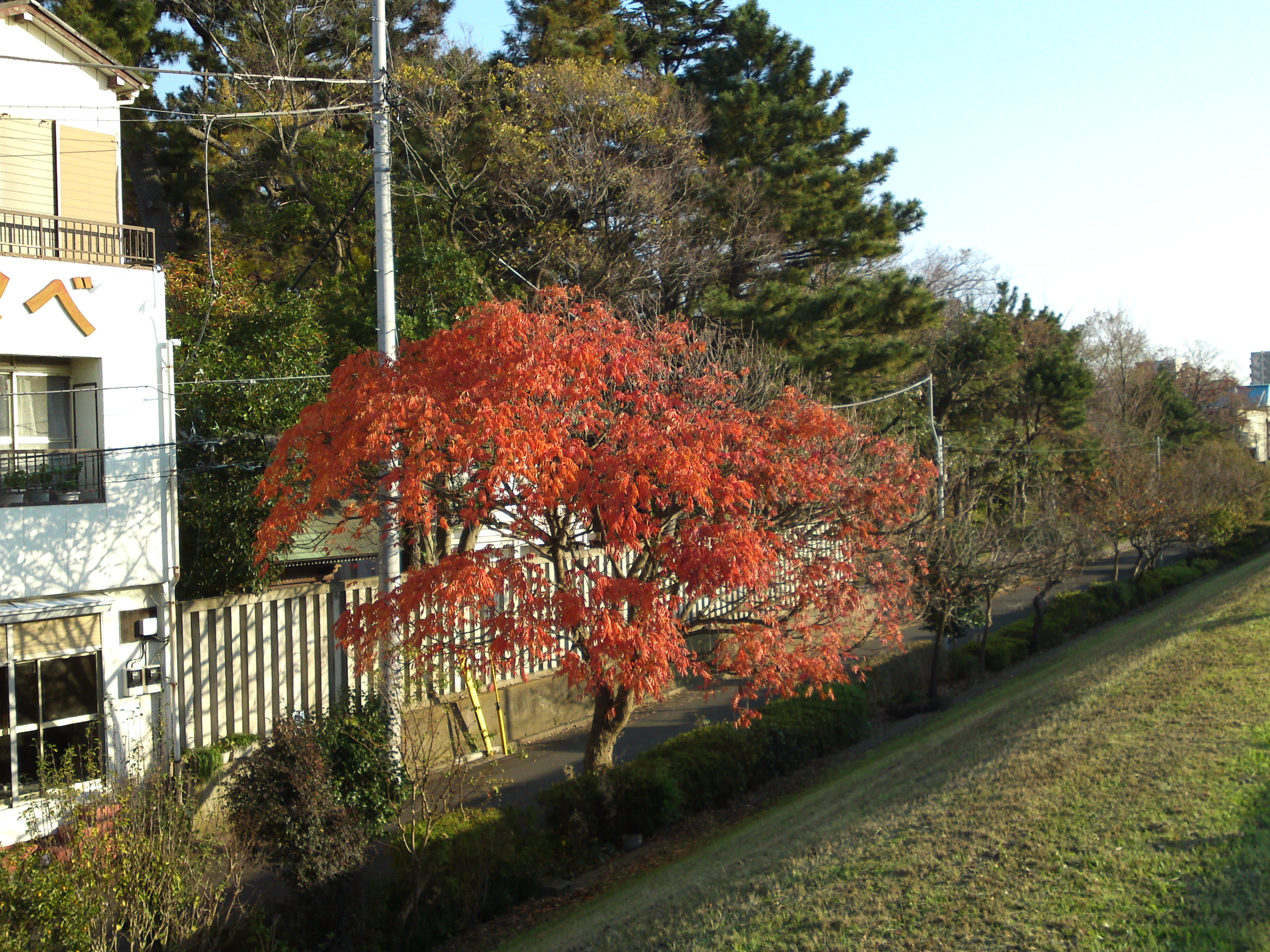 2018年秋新中川沿いの紅葉する木々１