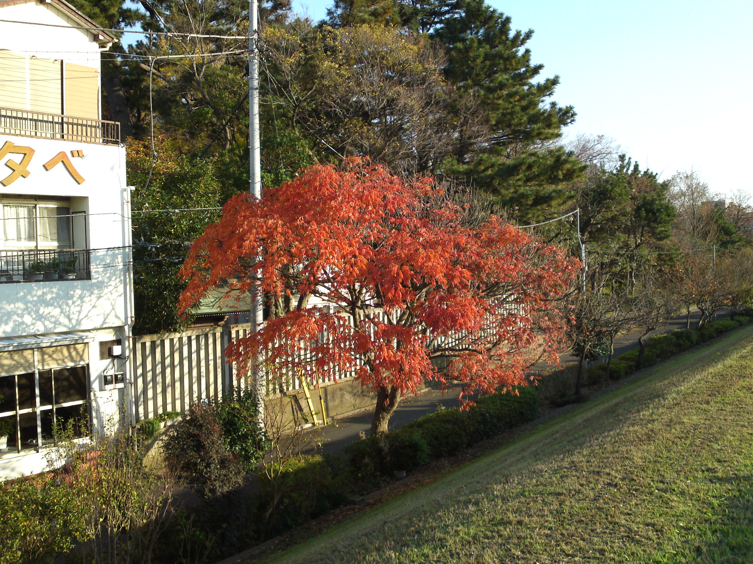 2018年秋新中川沿いの紅葉する木々２