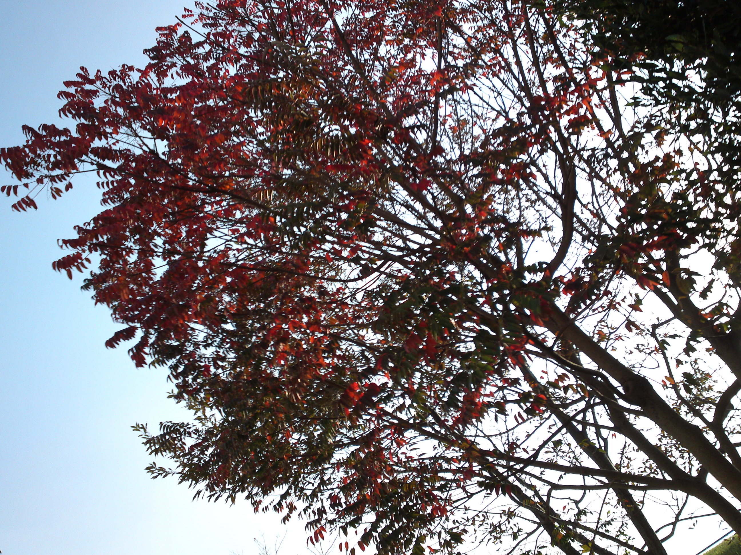 2018年秋新中川沿いの紅葉する木々４