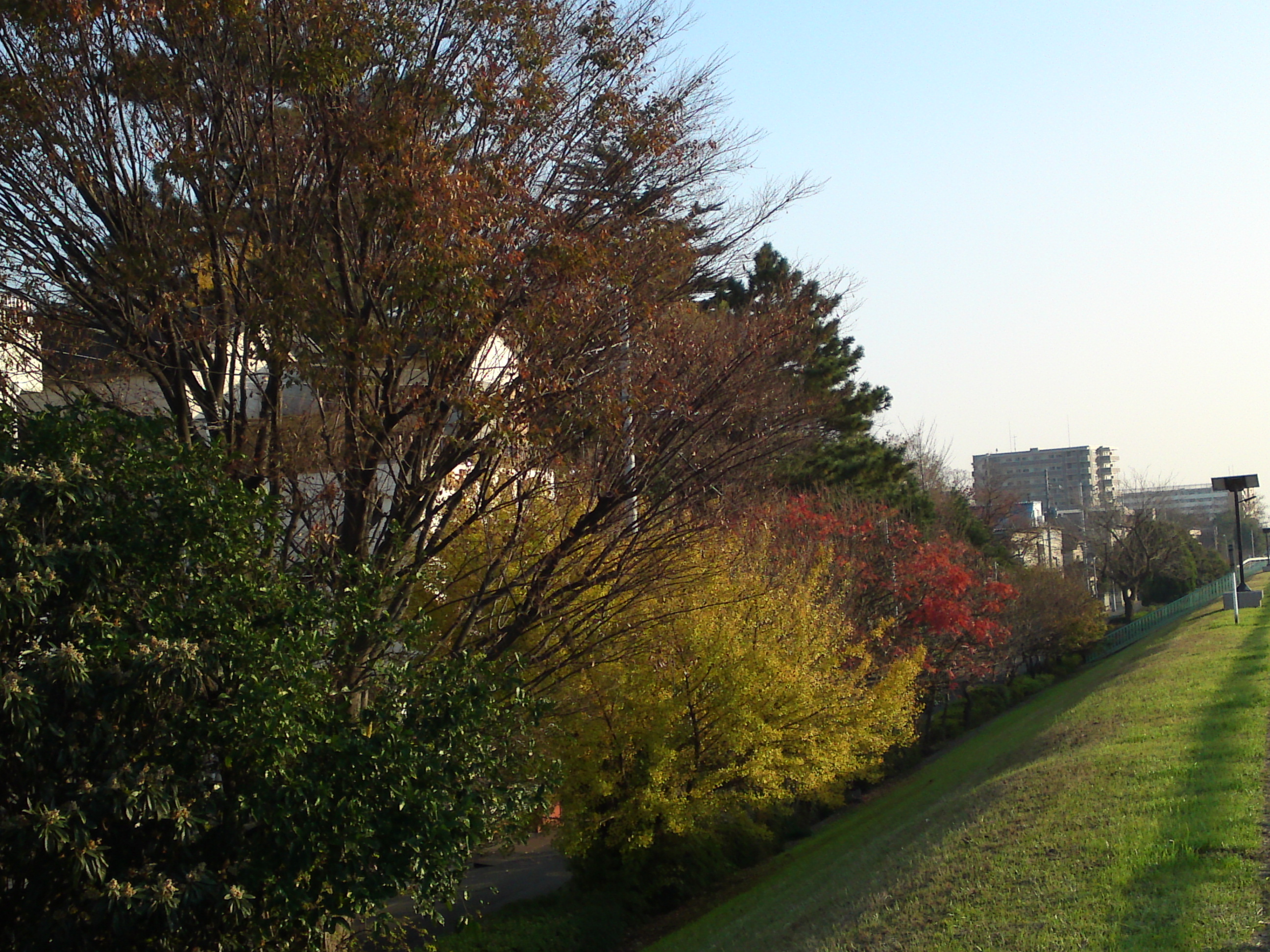 2018年秋新中川沿いの紅葉する木々５