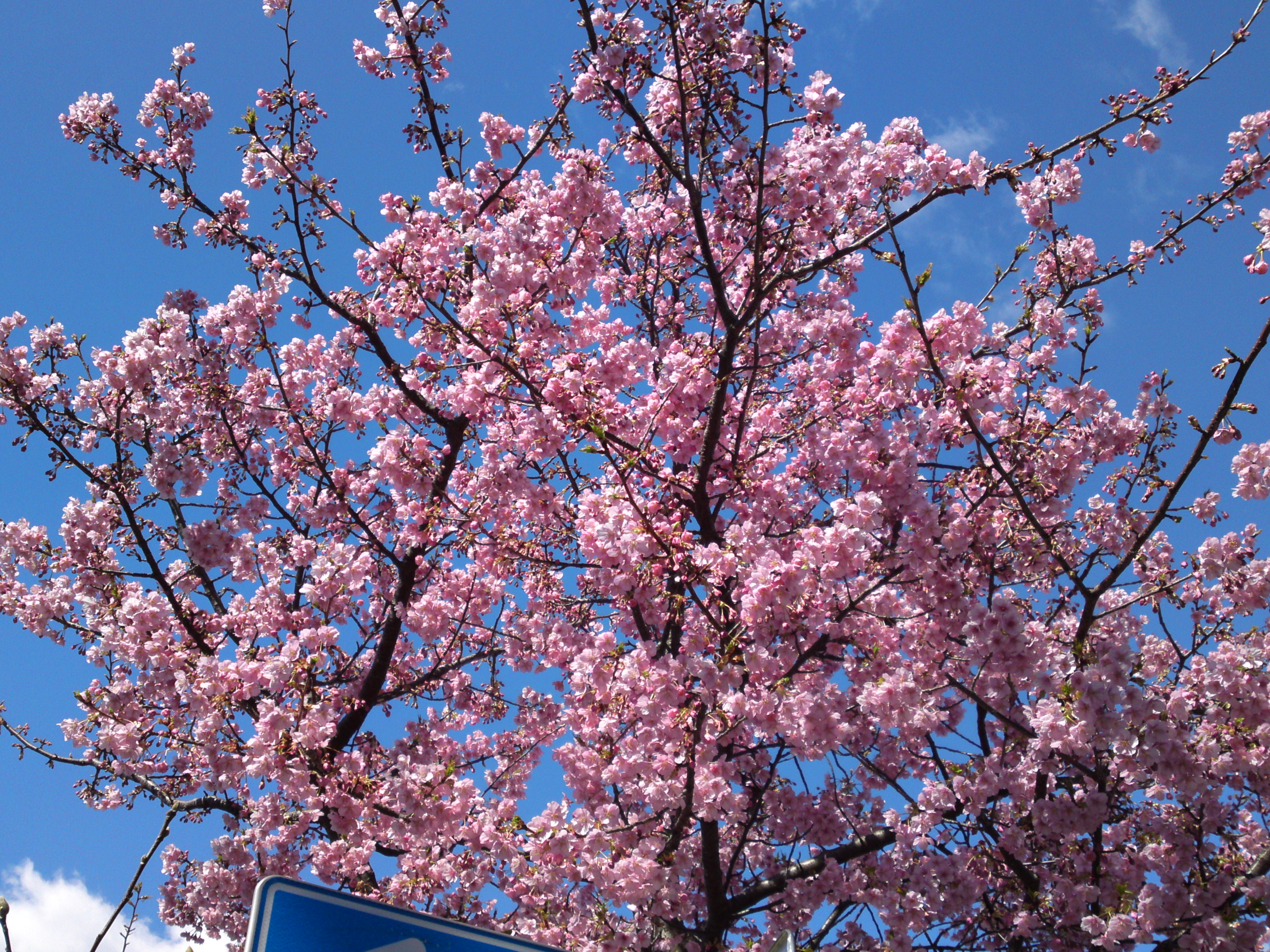 2019年春新中川土手上に咲く河津桜の花々