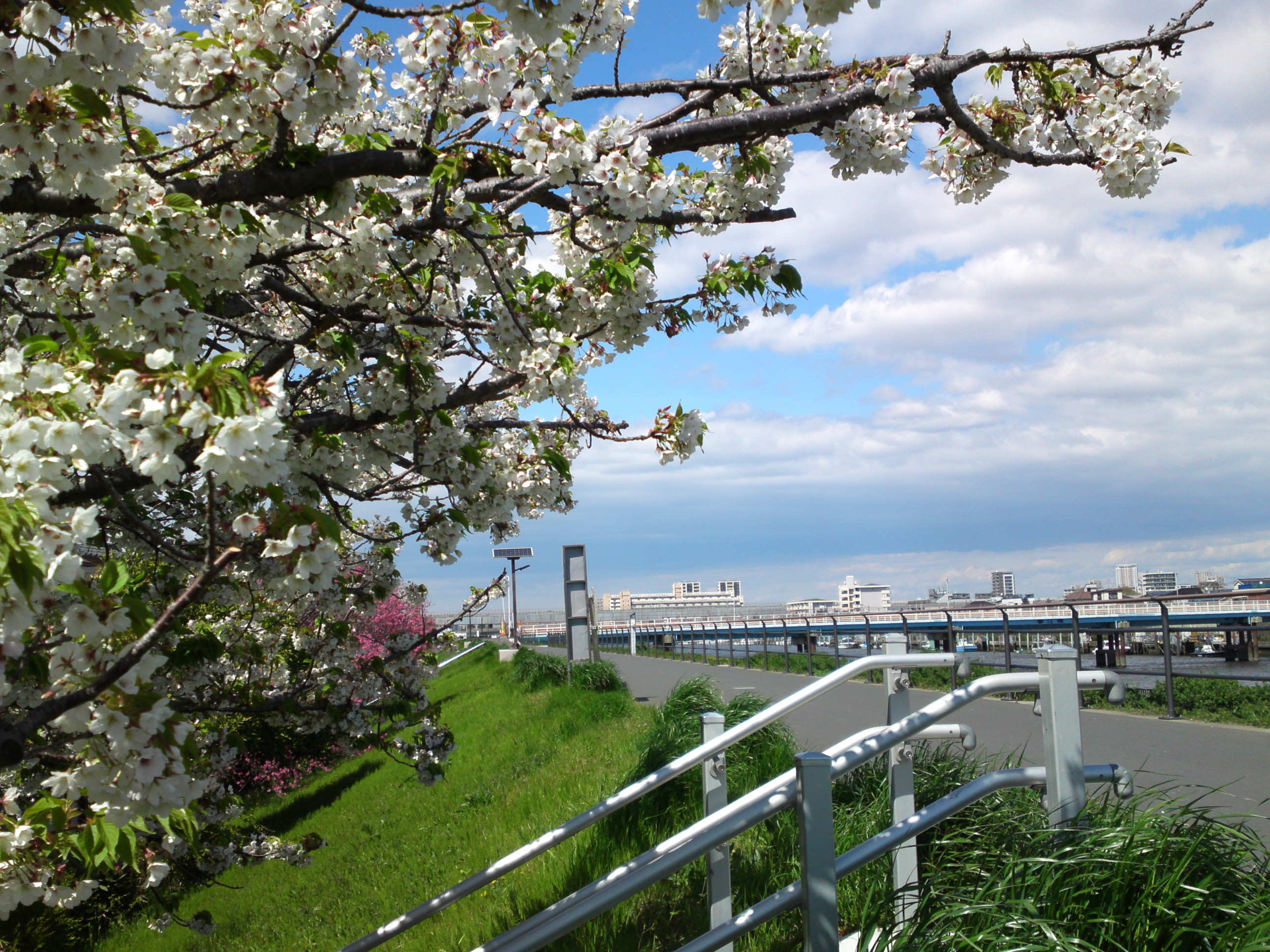 2019年春新中川土手上に咲く桜の花１