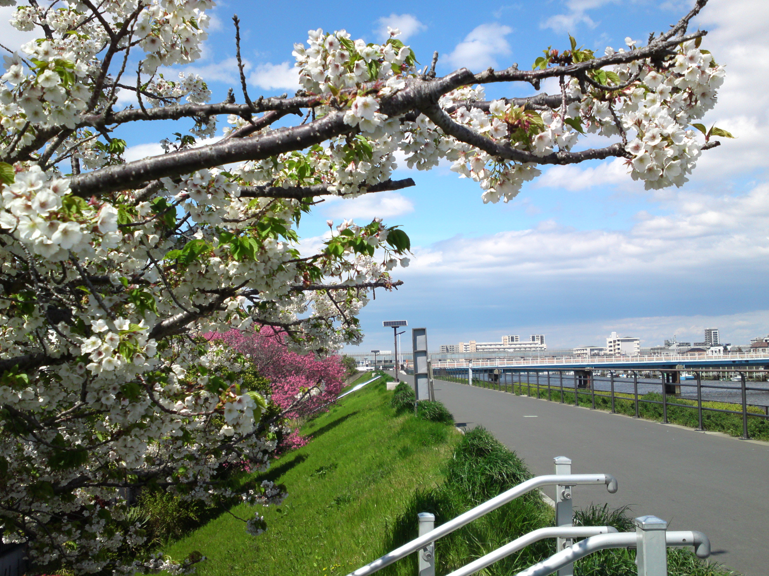 2019年春新中川土手上に咲く桜の花３