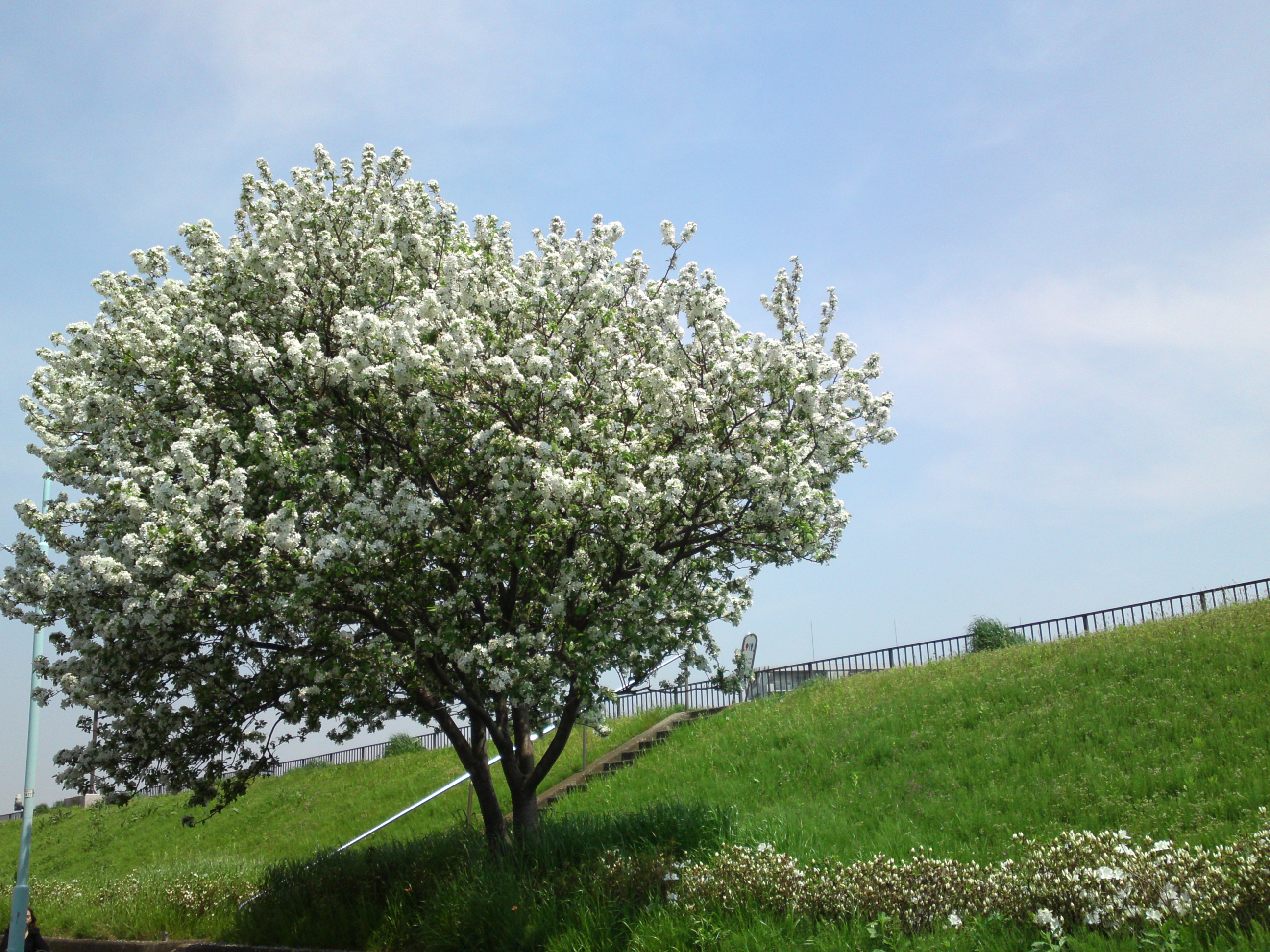 2019年春新中川土手上に咲く白い花１