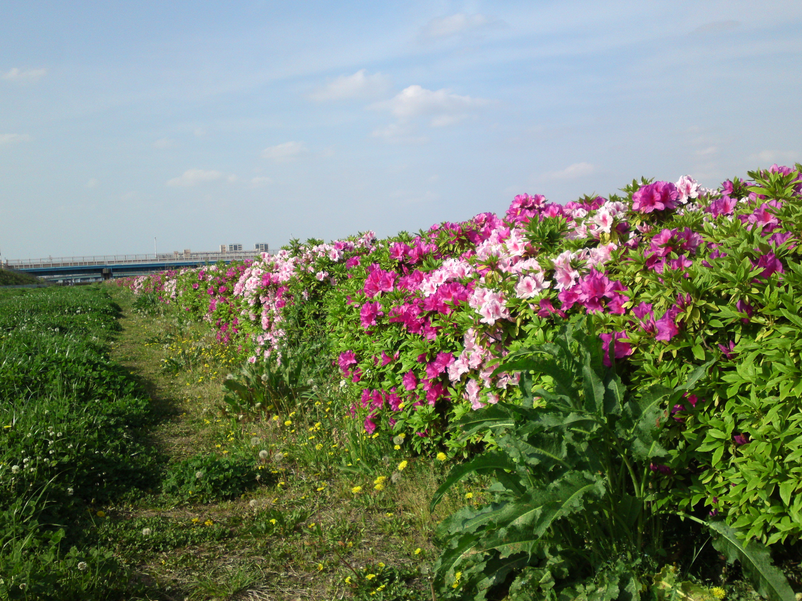 2019年春新中川河川敷に咲くツツジの花１