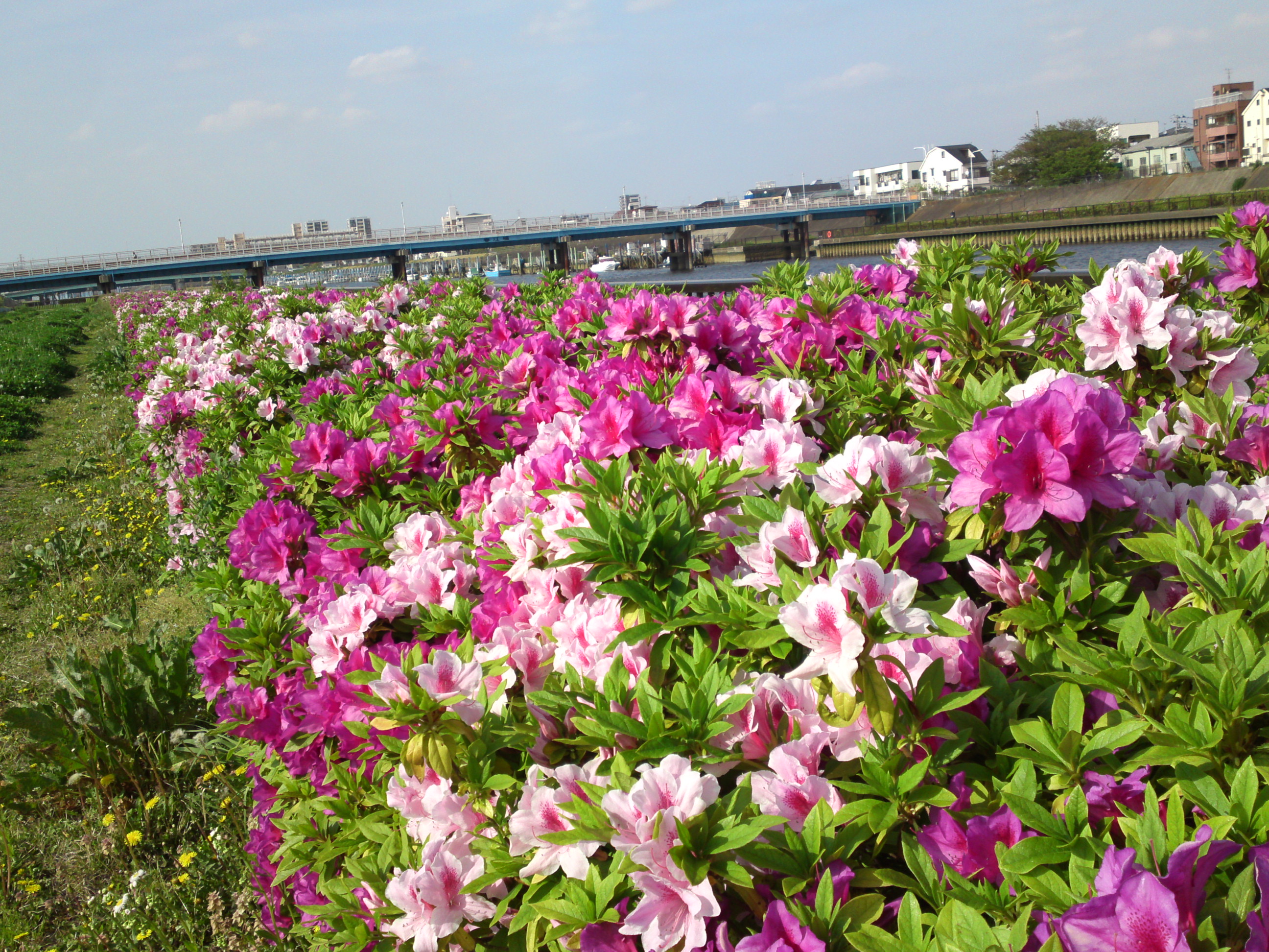 2019年春新中川河川敷に咲くツツジの花２