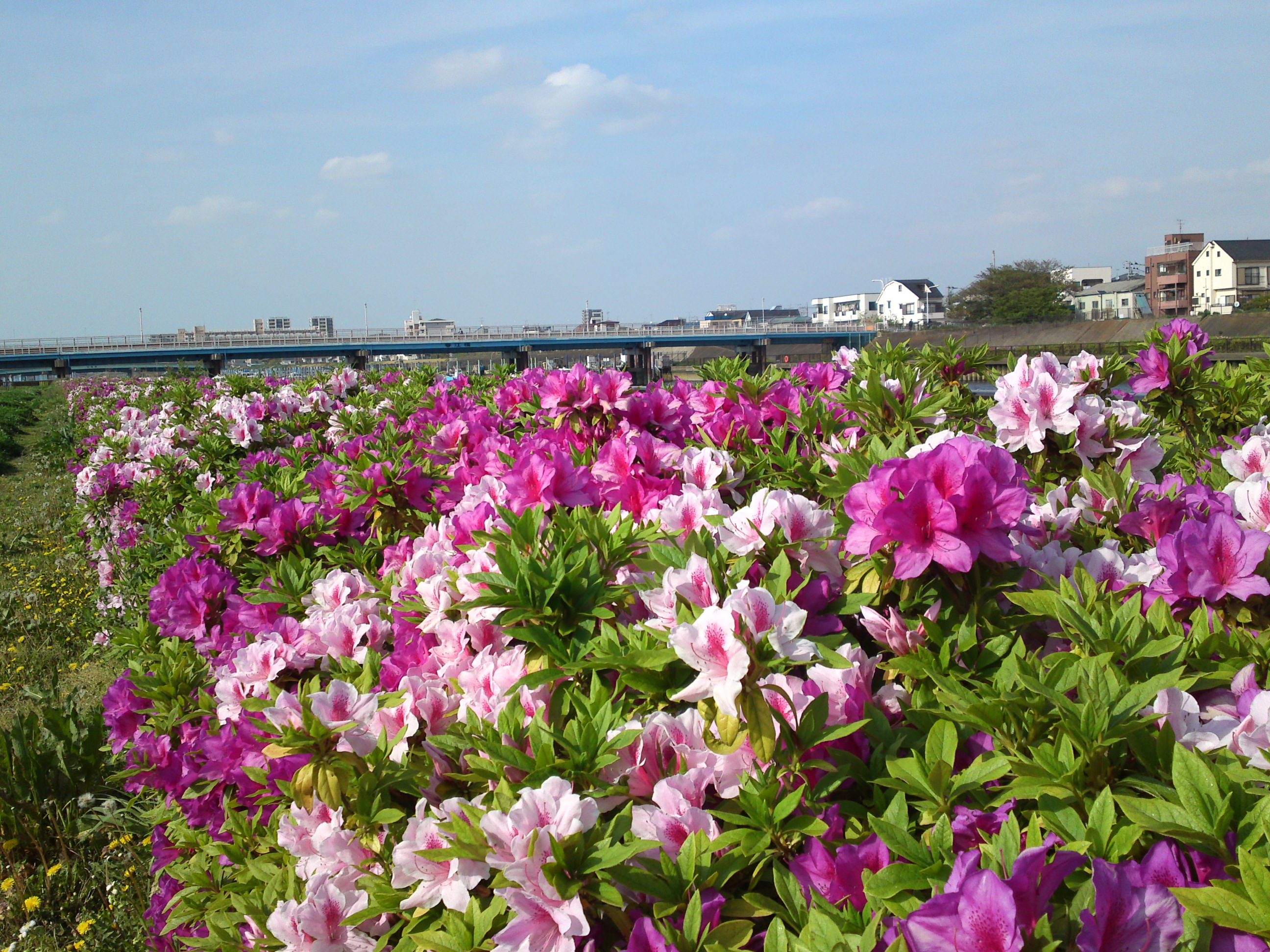 2019年春新中川河川敷に咲くツツジの花３