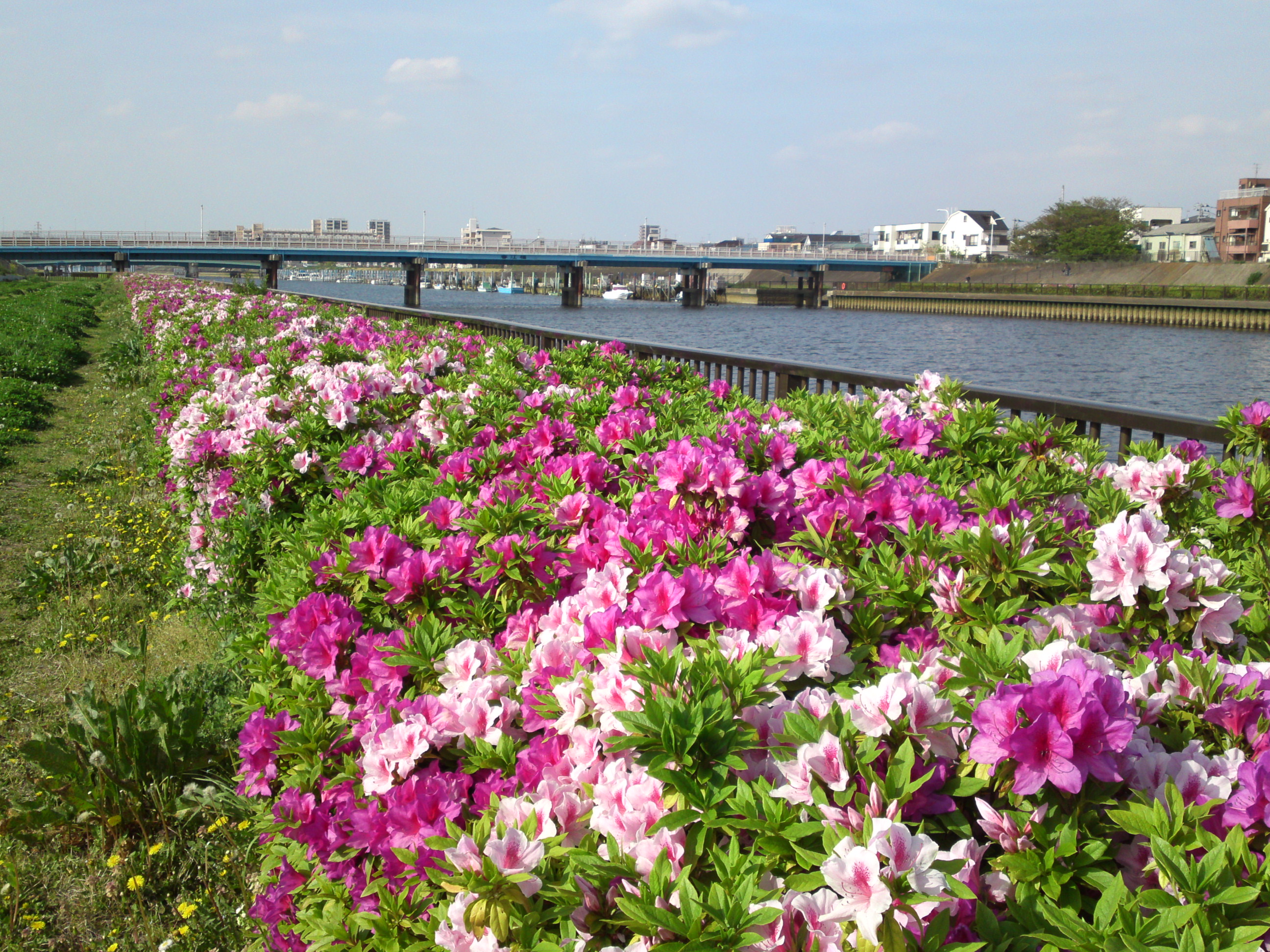 2019年春新中川河川敷に咲くツツジの花４