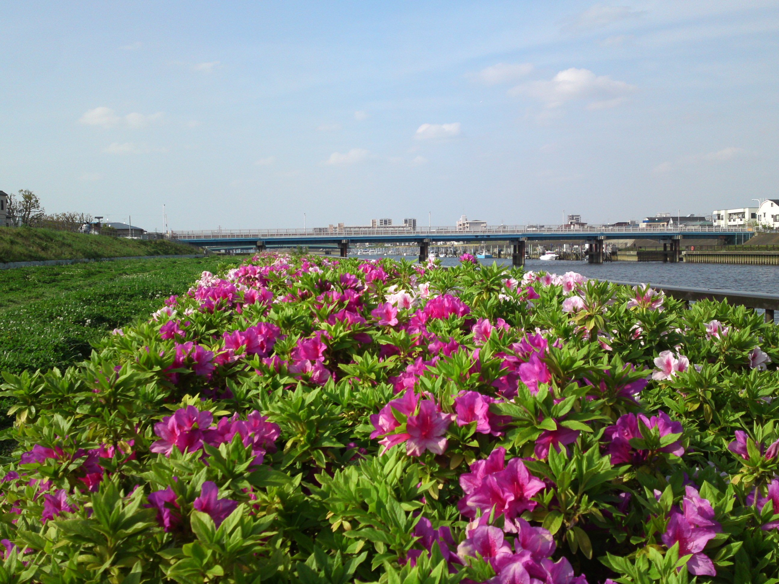 2019年春新中川河川敷に咲くツツジの花６