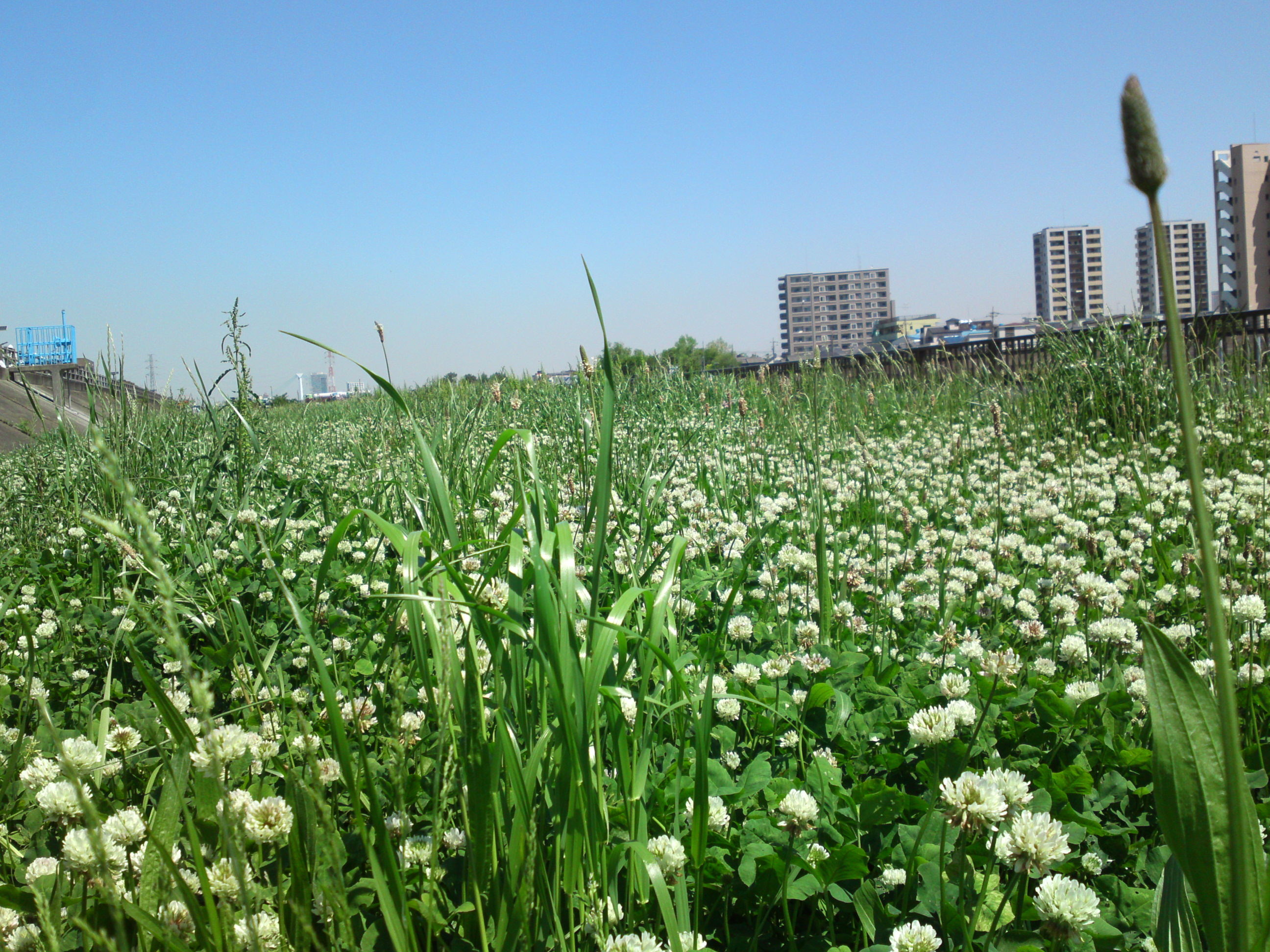 2019年春新中川河川敷に咲くシロツメクサの花１