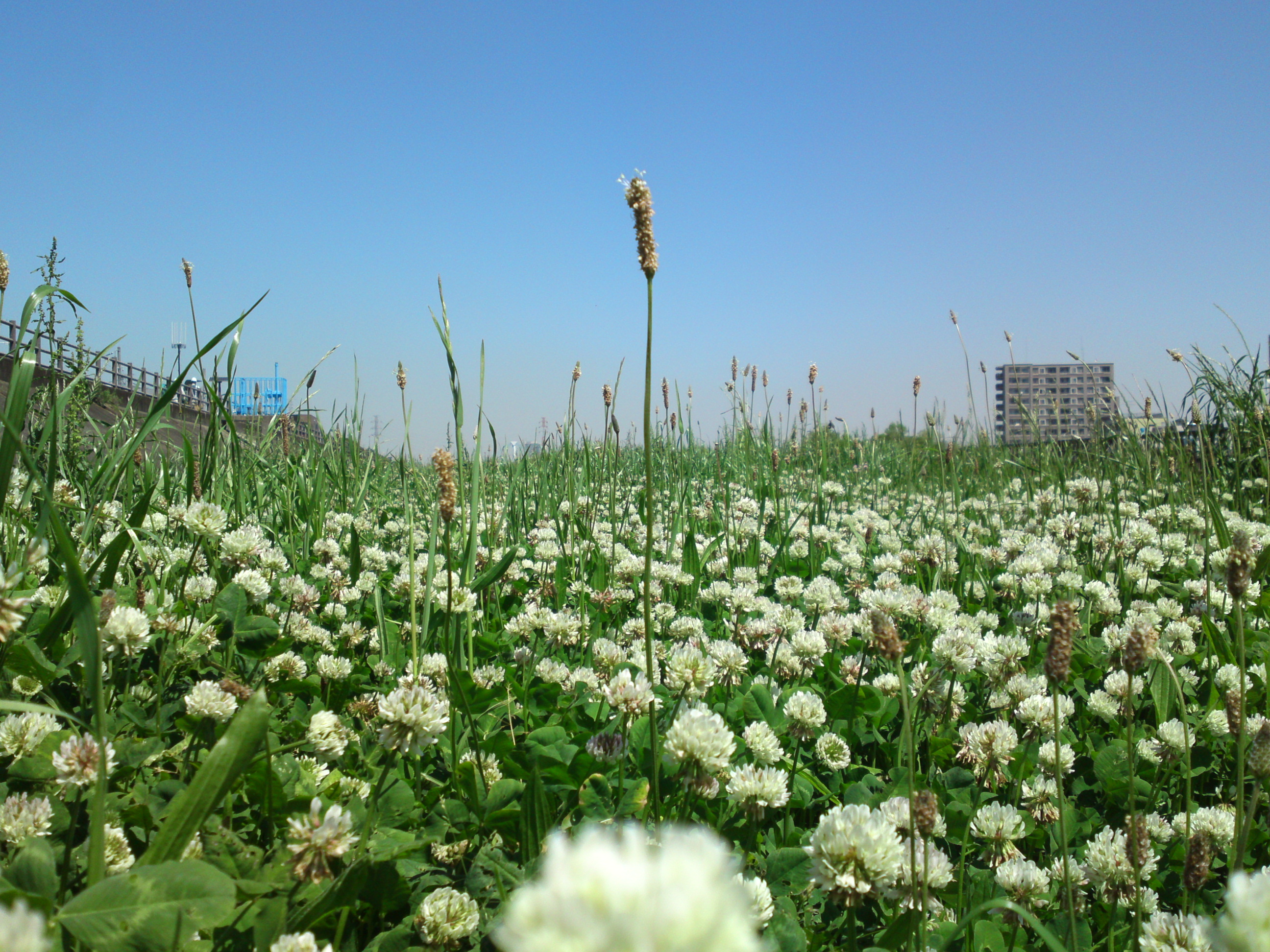 2019年春新中川河川敷に咲くシロツメクサの花４