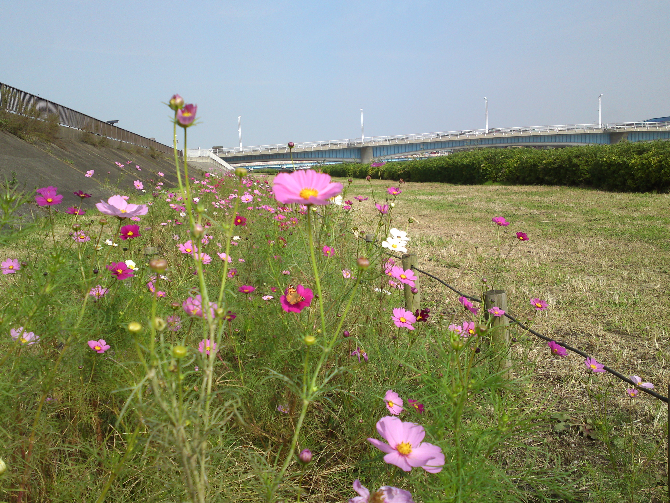 2019年秋新中川河川敷に咲くコスモスの花１