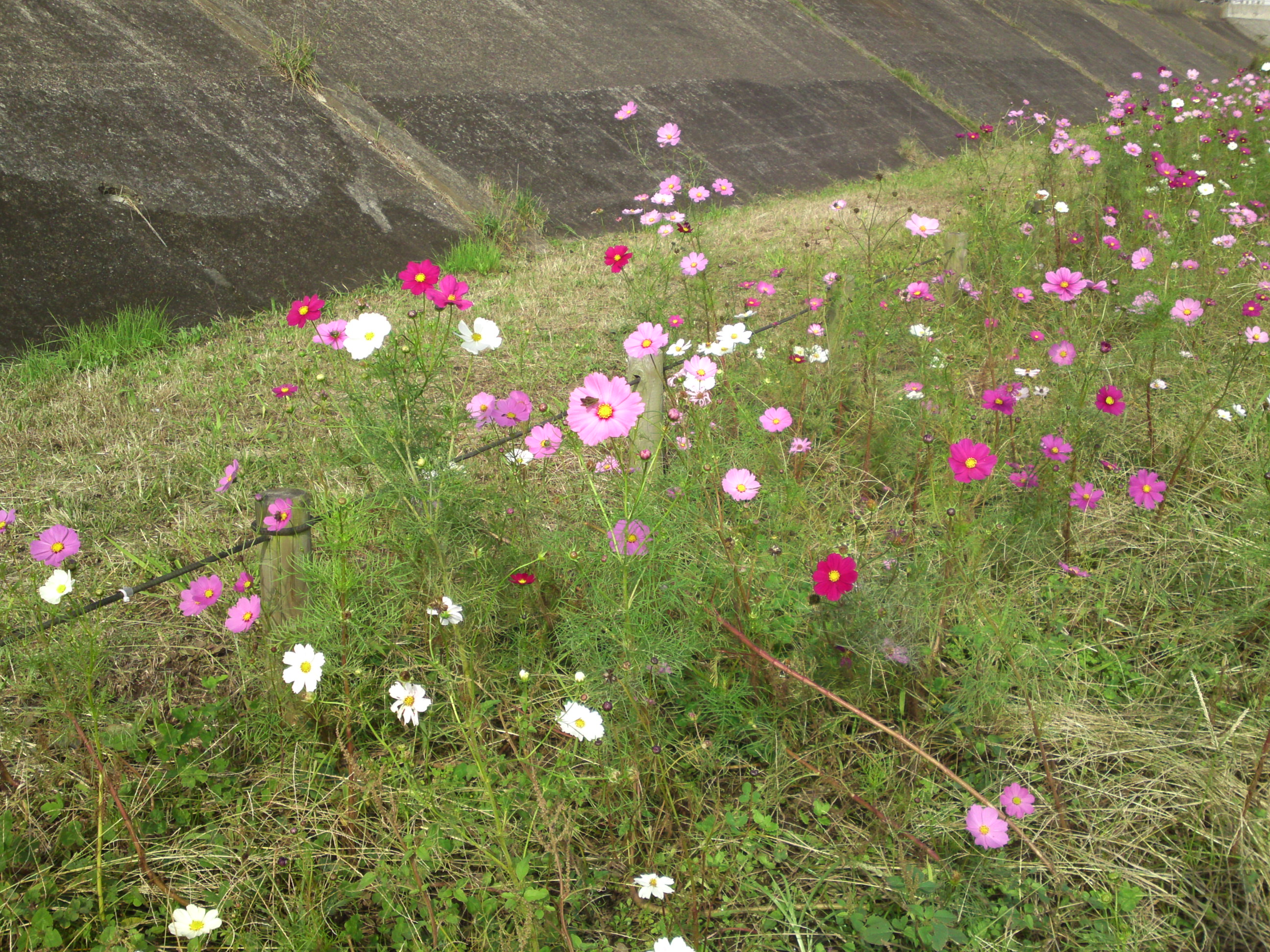 2019年秋新中川河川敷に咲くコスモスの花３