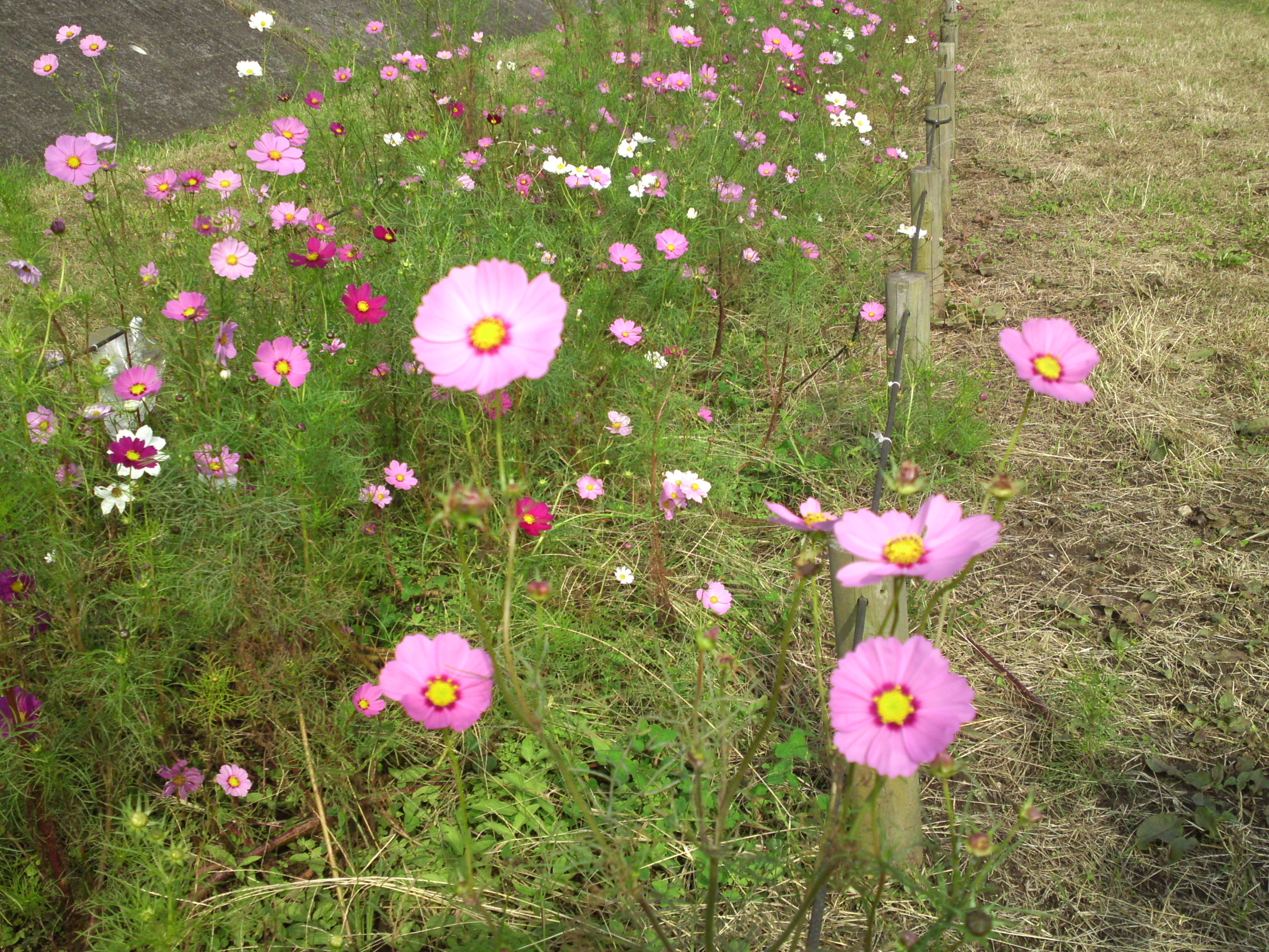 2019年秋新中川河川敷に咲くコスモスの花々６
