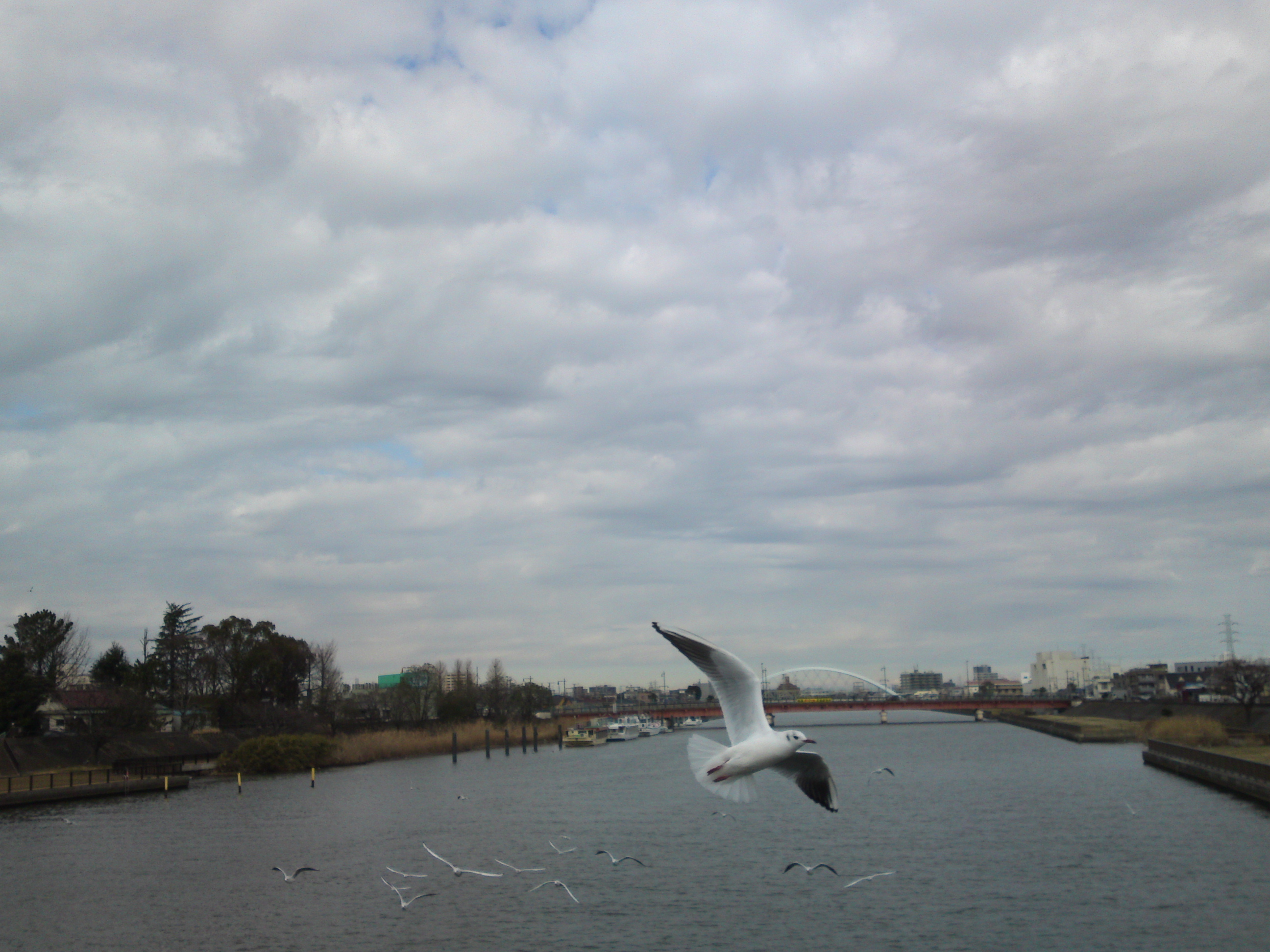 2020年春新中川を飛ぶ海鳥１