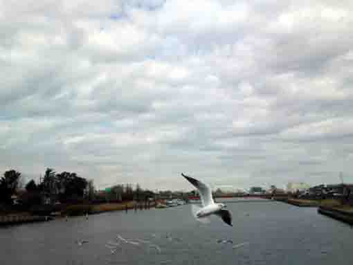新中川を飛ぶ水鳥