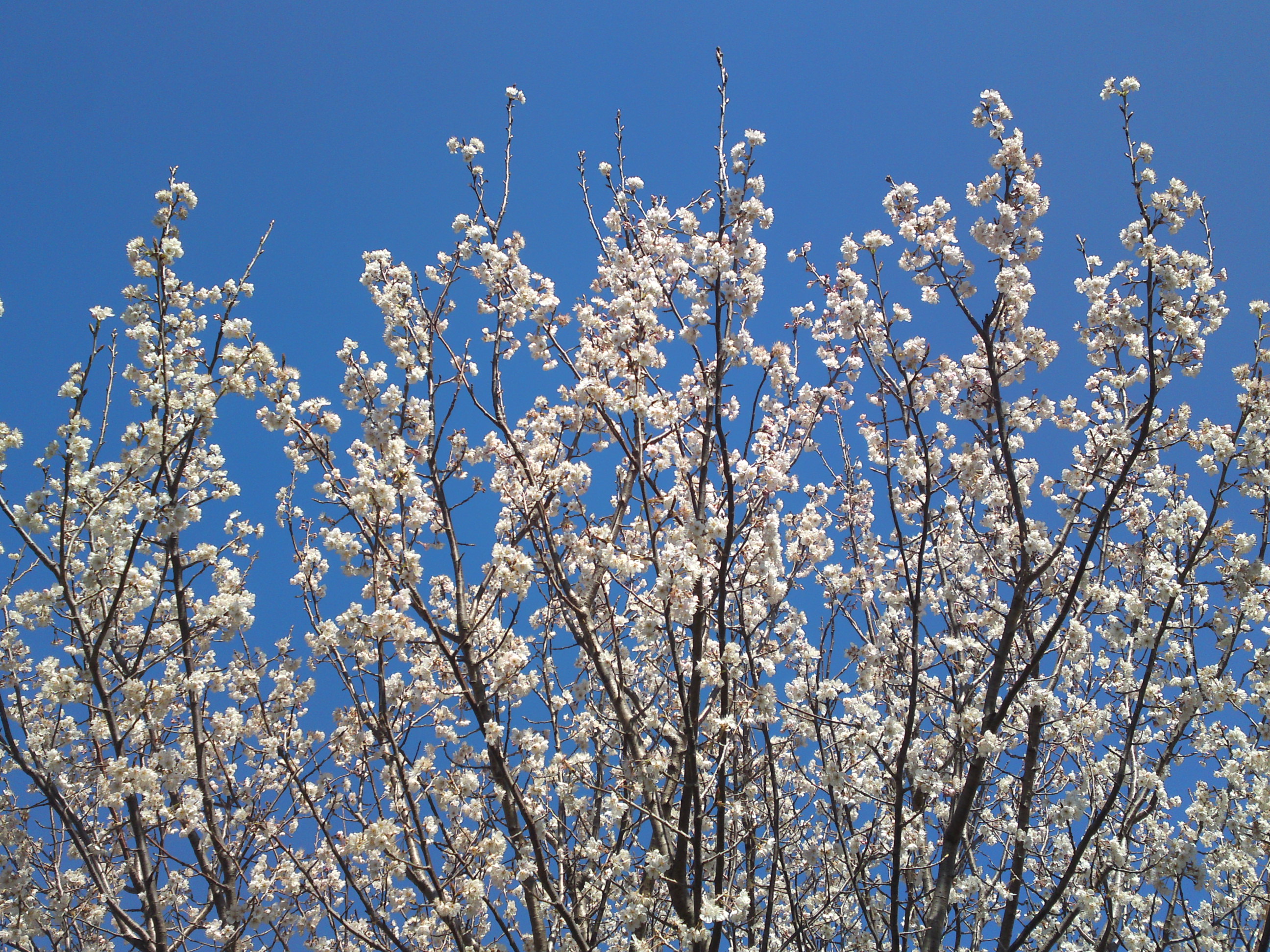 2020年春新中川土手上に咲く山桜１