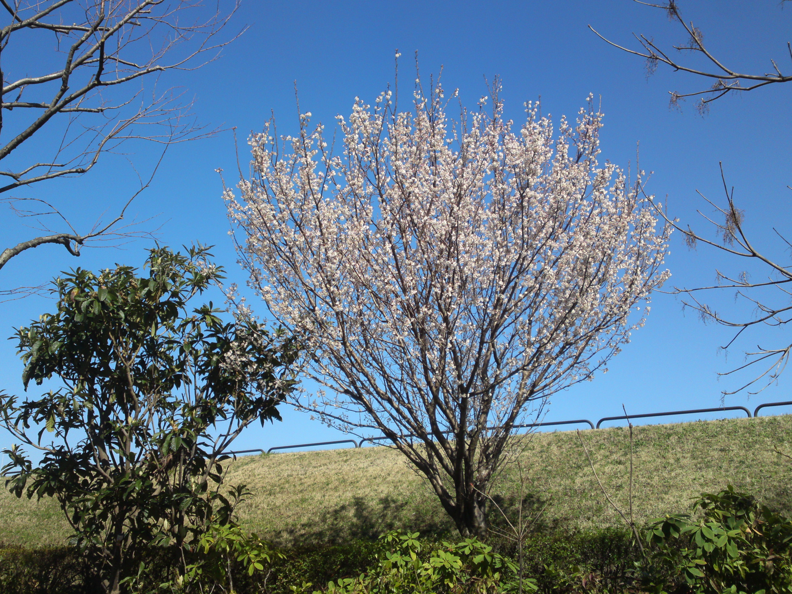 2020年春新中川土手上に咲く山桜３