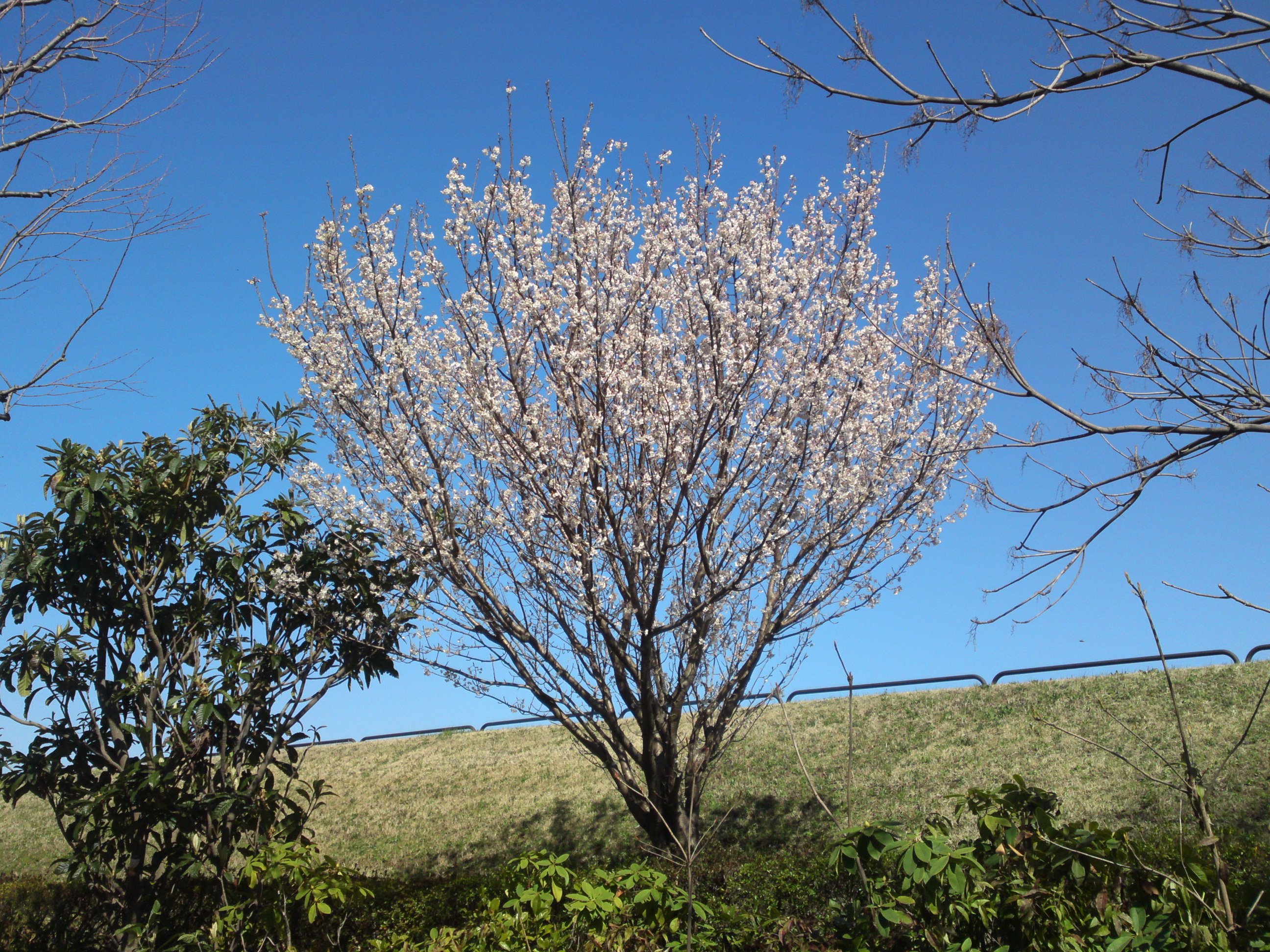 2020年春新中川土手上に咲く山桜４