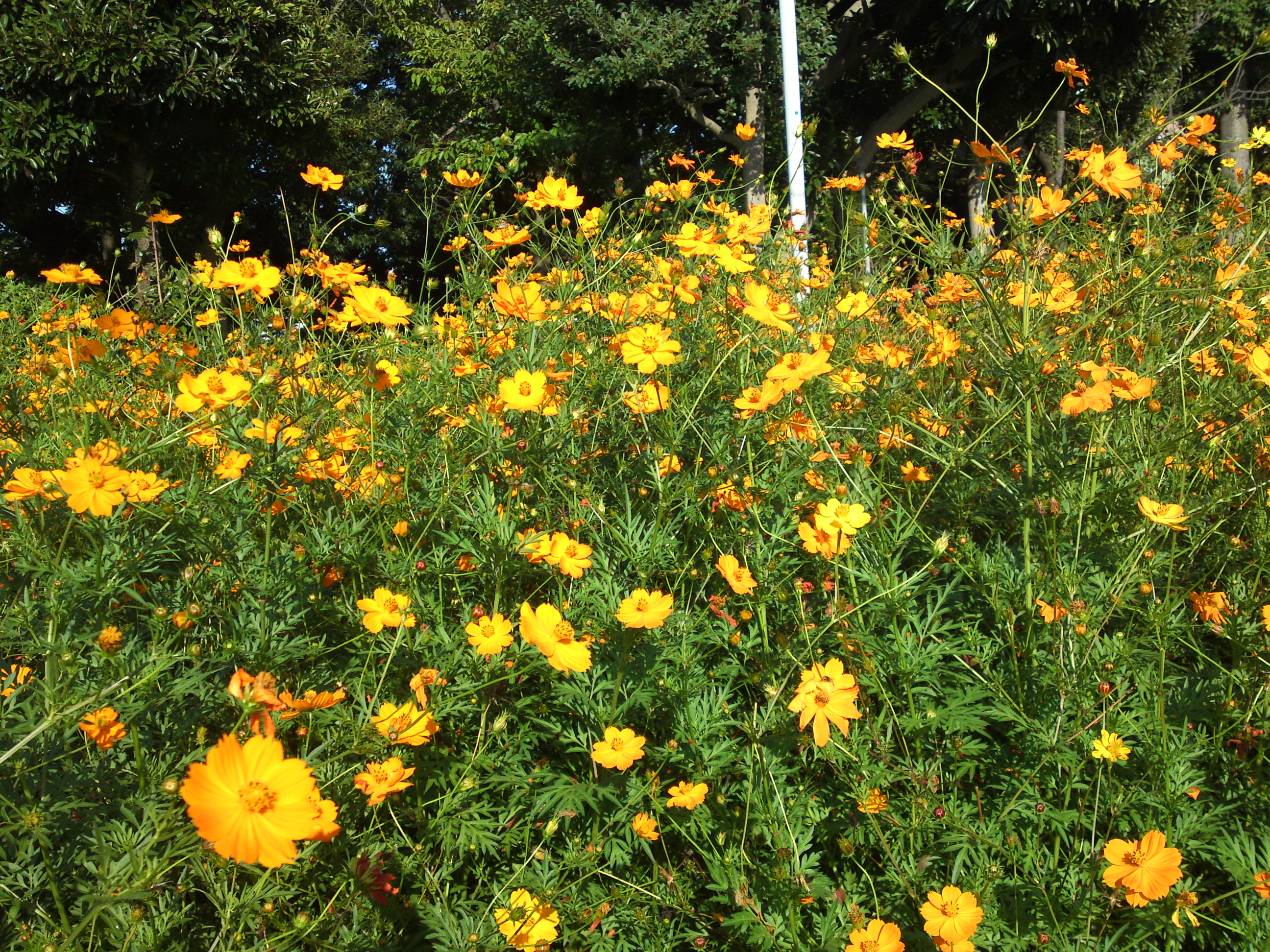 2020年秋新中川に咲く黄色いコスモス１２