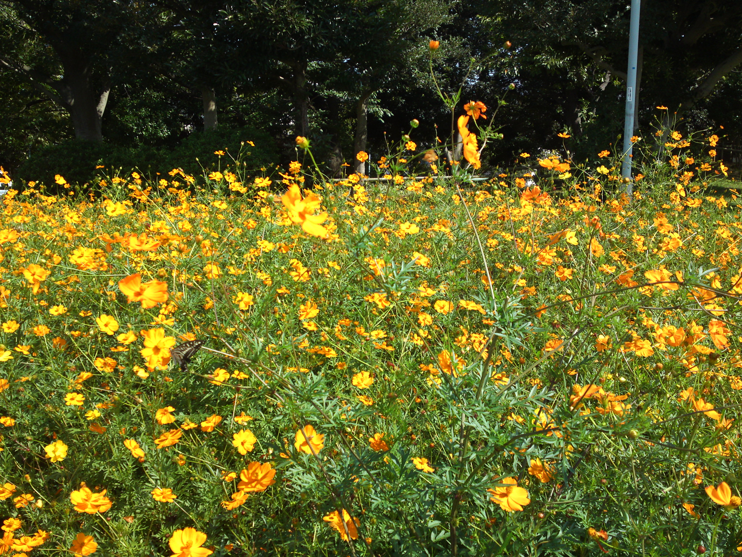 2020年秋新中川に咲く黄色いコスモス１６