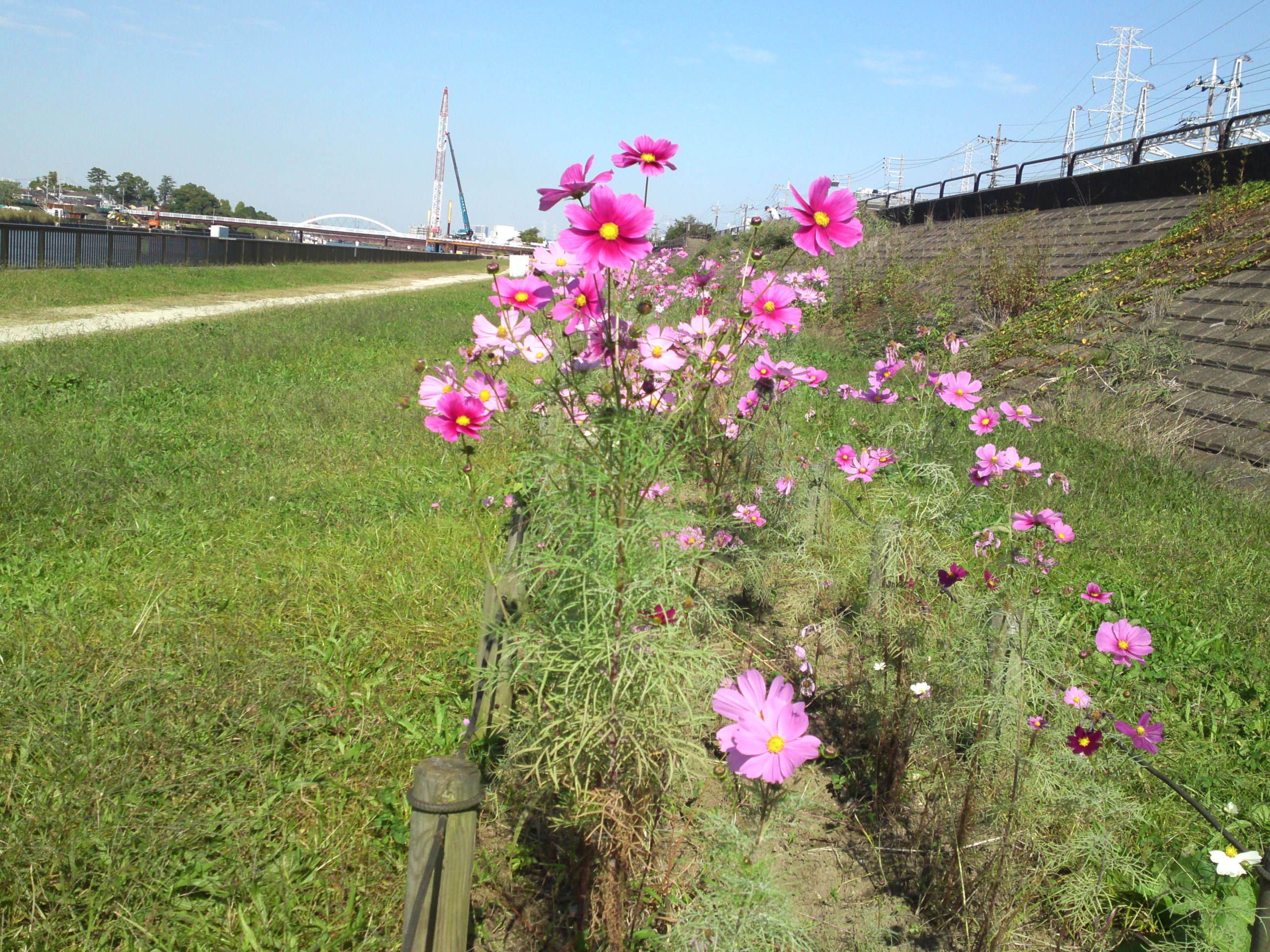 2020年秋新中川河川敷に咲くコスモス１０