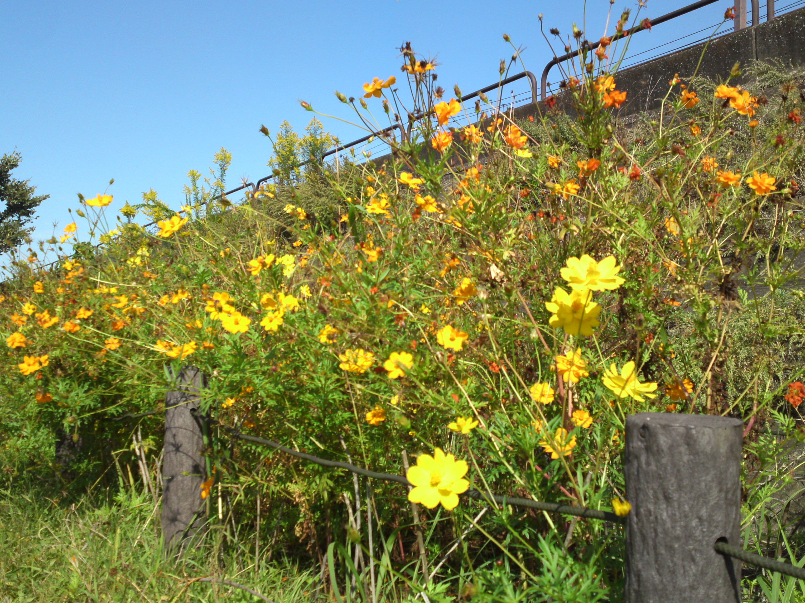 2020年秋新中川に咲く黄色いコスモス２６